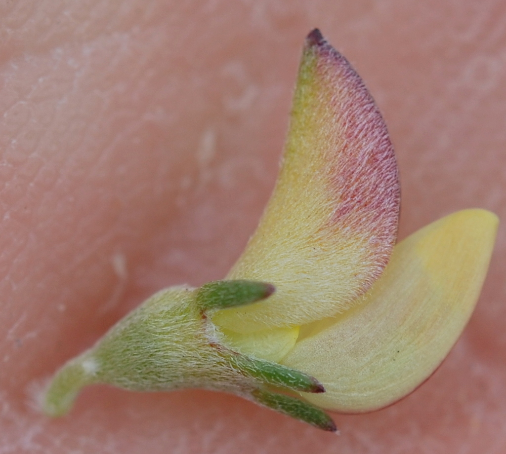 Aspalathus calcarata
