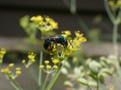 Augochlorini