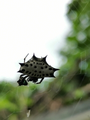 Gasteracantha cancriformis
