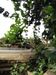 Gasteracantha cancriformis