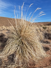 Cortaderia speciosa