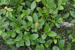 Salix myrtillifolia
