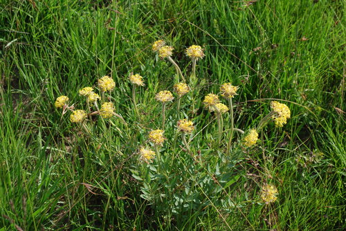 Variety Gnidia kraussiana kraussiana · iNaturalist