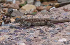 Aspidoscelis exsanguis