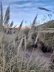 Cortaderia speciosa