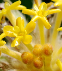 Lasiosiphon kraussianus kraussianus