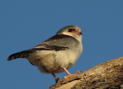 Polihierax semitorquatus