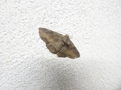 Zale fictilis