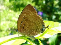 Arhopala centaurus nakula