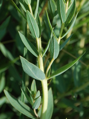 Lasiosiphon kraussianus kraussianus