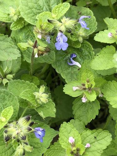 Image of Salvia rhombifolia by (c) Antonio W. Salas, some rights reserved (CC BY)