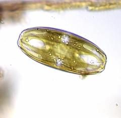 Amphora ovalis