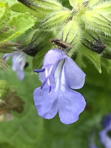 Image of Salvia rhombifolia by (c) Antonio W. Salas, some rights reserved (CC BY)