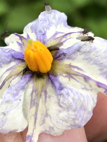 Solanum wittmackii