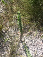 Chrysopsis gossypina
