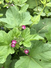 Fuertesimalva peruviana