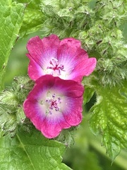 Fuertesimalva peruviana