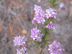 Selago linearis