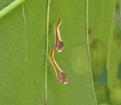 Shellenius ballii