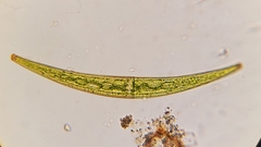 Closterium lunula