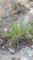 Cymopterus spellenbergii