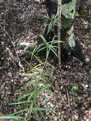 Nestegis cunninghamii