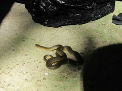 Hydromorphus concolor