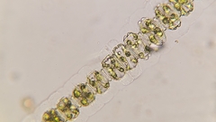 Desmidium coarctatum