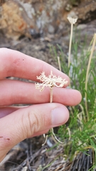 Cymopterus spellenbergii