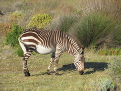 Equus zebra zebra