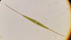 Closterium kuetzingii