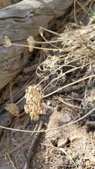 Cymopterus spellenbergii