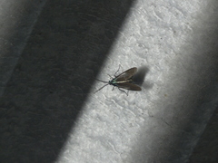 Uranophora terminalis