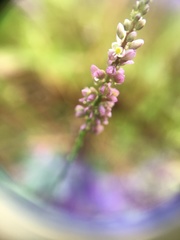 Polygala verticillata