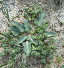 Euphorbia tuberosa