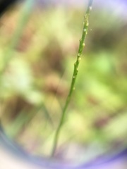Polygala verticillata