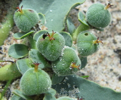 Euphorbia tuberosa