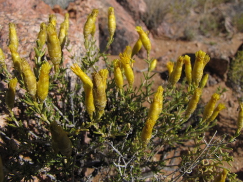 Pteronia cylindracea image