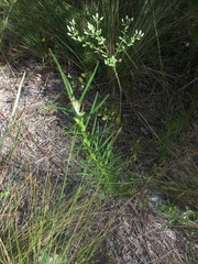 Asclepias longifolia