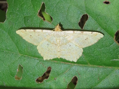 Macaria aequiferaria