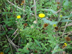 Pulicaria scabra