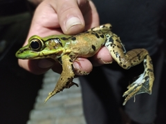 Lithobates palmipes
