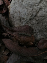 Colobura dirce