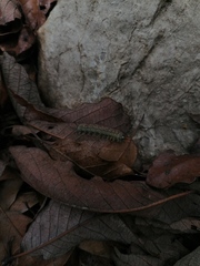Colobura dirce