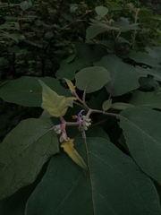 Solanum rudepannum