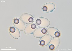 Trichophaea woolhopeia