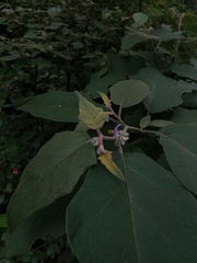 Solanum rudepannum