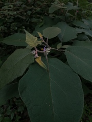 Solanum rudepannum