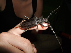 Cerambyx carinatus