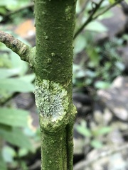 Hyperphyscia syncolla